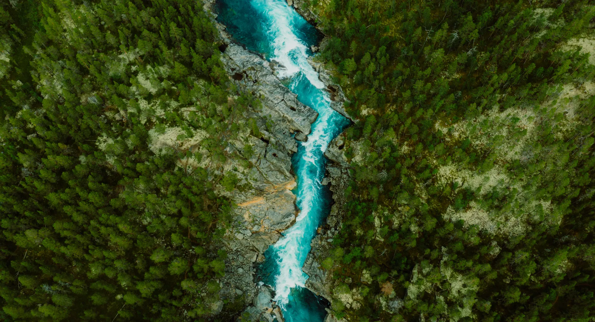 River through a forest