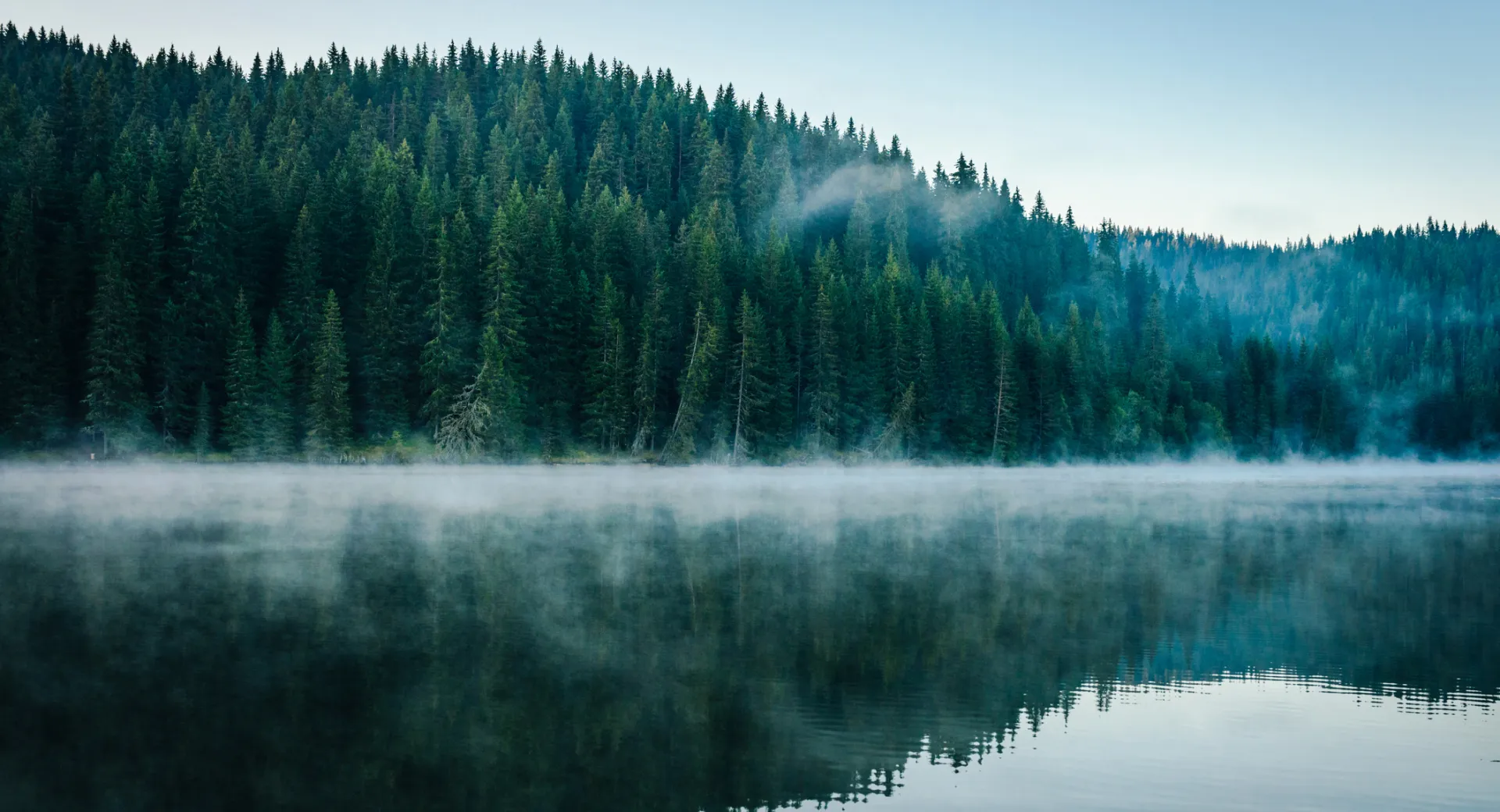 Forest reflected in a lake